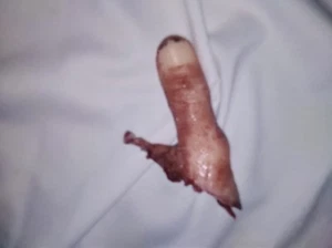 Silicone horror movie prop severed thumb chopped off gore prank film halloween - Picture 1 of 3