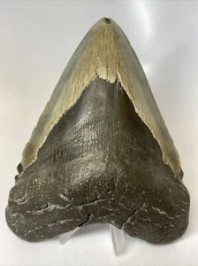 Megalodon Shark Tooth 6.04 inch - Giant - Authentic Fossil - Wide - Real 8035 - Picture 1 of 8