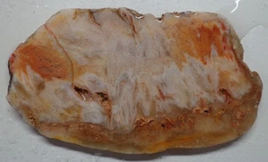 WRG- Rare Red Desert Flame Stromatolite Slab 46 grams Fossil Sponge - Picture 1 of 5