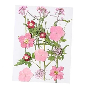 16 Pcs Dried Pressed Flowers, Real Natural Dry Flowers Leaves Set for pink lady - Picture 1 of 7