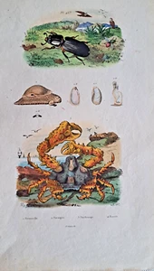 Parthenope Ellenbogenkrabbe Käfer handkolorierter Stahlstich handkoloriert 1837 - Bild 1 von 3