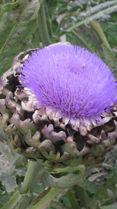 min 20 Samen Artischocke Green Globe (Cynara scolymus) - Bild 1 von 1