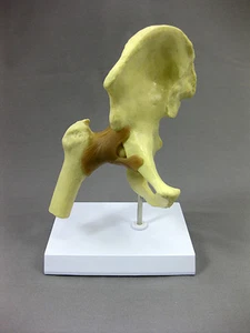 Life-Size Hip Joint Flexible Model w/ Ligaments Anatomical skeletal NEW - Picture 1 of 7