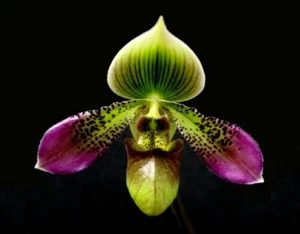Paphiopedilum Shirley Amundson (2” pot) - Picture 1 of 9