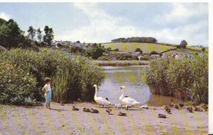 Devon Postcard - Torcross, Slapton Ley. Child and Swans. Unused Ref 123A - Picture 1 of 2