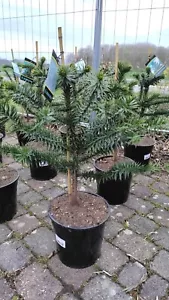 Araucaria araucana 70–90cm Chilenische Andentanne Schmucktanne Araukarie Baum - Bild 1 von 6