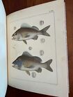 1860 Ichthyology of South Carolina by Holbrook, Charleston, SC Fish History, 1st