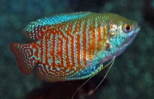 🐠 3 MALE Stunning Dwarf Gouramis - Striking Beauty for Your Aquarium!🌹 - Picture 1 of 1