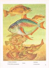Norway Haddock Opah John Dory Redfish Angler Fish Print Picture 1985 IBOV#41