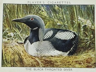 The Black-Throated Diver, Wild Birds John Players Cigarette Card 1932 - Image 1 of 2