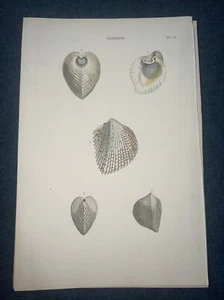 1815 Holzkonchologie ANTIKE MUSCHELN GRAVIERTER DRUCK Gattung Cardiumplatte 58 - Bild 1 von 1