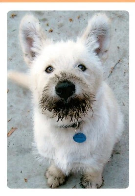 Funny Happy Birthday White Dog Westie Chocolate Cake Hallmark Greeting Card - Image 1 of 3