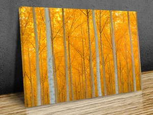 Herbst in den Bäumen Blätter Leinwanddruck Kunst Wand gerahmt oder nur bedruckt   - Bild 1 von 5