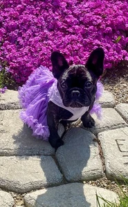 PAWPATU Flower Dog Dress XS - Picture 1 of 6