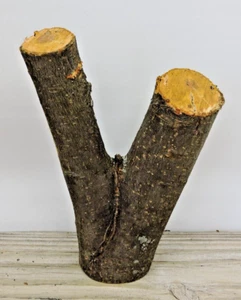 7" Apple Wood Stick Multi Branch Carving Staff Crafts Forked Crotch 2 1/4"D - Picture 1 of 14