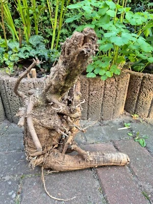 SKULPTUR  Wurzel Stamm Holz  Baum Deko  Unikat 49 x41 x 40  cm - Bild 1 von 4