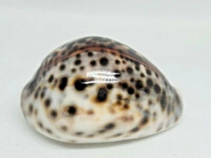 Sea Shell Seashell Cypraea Tigris Schilderiana 63mm BB13-314 - Picture 1 of 7