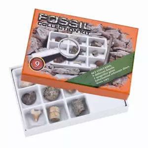 Fossile Collezione Kit (9pz) Trilobite Coda, Torre Corallo Fossile, Sheli Ecc. - Bild 1 von 5