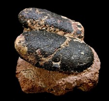 [GEL02012] Rare Museum Grade Beautiful Oviraptor Raptor Dinosaur Egg Nest Fossil