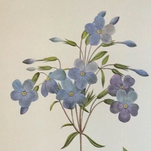 P. J. Redoute Hermosas Flores PHLOX REPTANS Arte Botánico Impresión Libro Plato 100 - Imagen 1 de 2