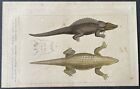Histoire naturelle Crocodile de Graves Gravure couleur de 1831