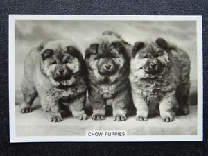 CHOW PUPPIES - DOGS R/P by Senior Service Cigarette Cards 1939 - Picture 1 of 1