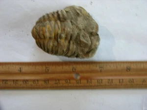 	 Trilobite fossil Ordovician Period 450 million years old 2-3 inch FB72 - Picture 1 of 1