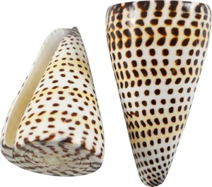 4 Carcasas Conus Litteratus 3-4" (Cono Letrado) (Juego de 4) - Imagen 1 de 1