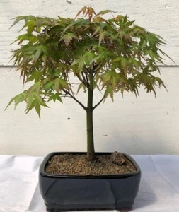 Japanese Green Maple Bonsai Tree Deciduous Outdoor 15 years old 18-20" tall - Picture 1 of 1