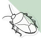 'Stink Bug' Clear Decal Stickers (DC016594)