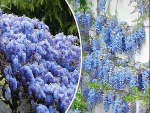 5 Blue Chinese Wisteria Seed Perennial Climbing Flower Vine Shrub Free Shipping  - Picture 1 of 1
