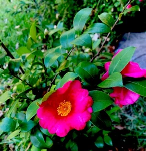 6 Pink ‘n Yellow Camellia Sasanqua Cuttings 5”+ Evergreen Shrub Shishi Gashira - Picture 1 of 10