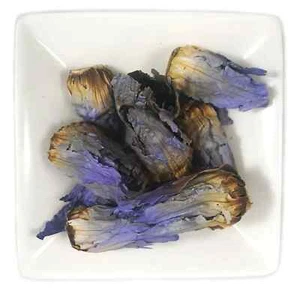 Bulbos de flores de loto azul en flor - libre de pesticidas egipcios - muestra gratuita #1 EE. UU. - Imagen 1 de 1