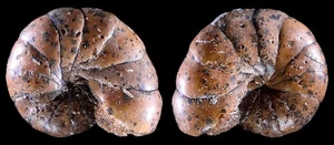 FORAMINIFERA SP. WOOOOOOW - Picture 1 of 1