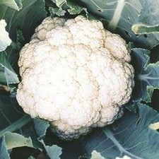 Cauliflower Farmers Extra Early 50 seeds/Sunrise F1 15 seeds