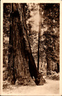 Carte postale antique années 1910 Redwoods Californie - Vintage à collectionner vues panoramiques
