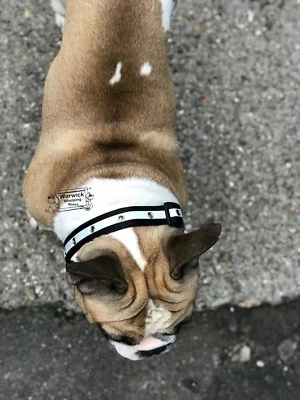 Collar de perro intermitente y anillo en D alta visibilidad flash playa paseo noche L-XL 55-70 cm Foto 1 de 3
