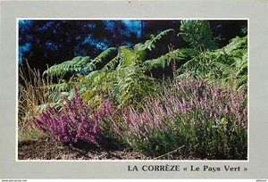 19 - Corrèze - Le Pays Vert - Bruyères Corrèziennes - CPM - Voir Scans Recto-Ver - Photo 1/2