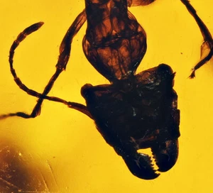 Powerful Jaws - Aculeata, Formicidae (Ant), Fossil Inclusion in Dominican Amber - Picture 1 of 4