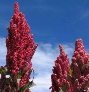 Red Head Quinoa Seeds - Picture 1 of 2