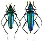 Insect - Cerambycidae Mecosaspis Fuscoaenea (Green) - Cameroon - Pr.30Mm+....!!