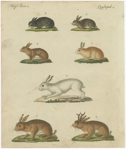 Estampado antiguo original de una liebre de montaña, conejo y otros - Imagen 1 de 1