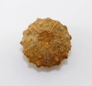 Seeigel, Hypodiadema guerangeri, Jura, Callov, Chaufour Notre Dame, FRA-k839 - Picture 1 of 5