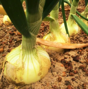 Vidalia Onion Seeds | Super Sweet Yellow Granex Candy Hybrid Vegetable Seed 2025 - Picture 1 of 12