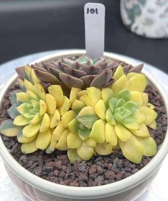 Importado Suculento Planta Viva Regalo Decoración del Hogar Raro Suculento Alce Echeveria #101 Foto 1 de 4