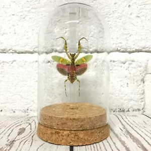 Jewelled Flower Mantis (Creobroter gemmatus) Female Glass Bell Dome Display Jar - Foto 1 di 4