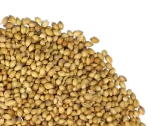 3kg organic cooking whole coriander seeds seed - Picture 1 of 1