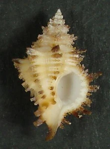 MUREX BALTEATA 22.55mm BEAUTIFUL SPECIMEN South Bohol Island, Philippines - Picture 1 of 2