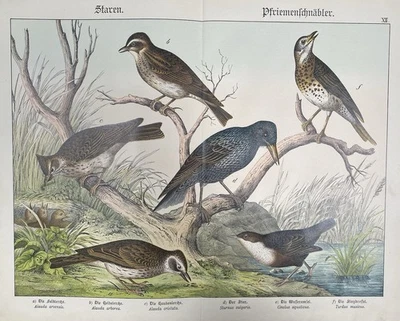 antike Grafik Fauna: Stare, Pfriemenschnäbler  Original - Lithografie um 1880 - Bild 1 von 4