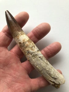Huge Jurassic Spinosaur Fossil Tooth 5 5/8-inch - Picture 1 of 7